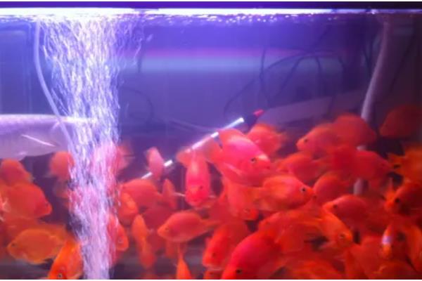 鹦鹉鱼需要灯光吗，生长需要一定的光线