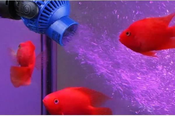 鹦鹉鱼需要灯光吗，生长需要一定的光线