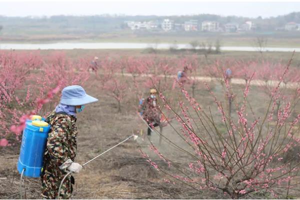 梅花常见害虫怎么防治,出现蚜虫可喷施氧化乐果等药物