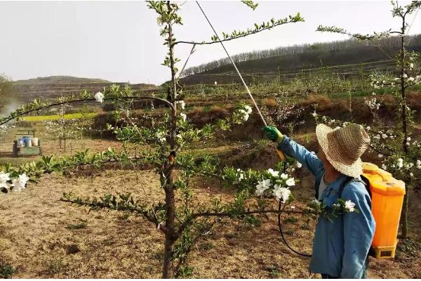 梅花常见害虫怎么防治,出现蚜虫可喷施氧化乐果等药物