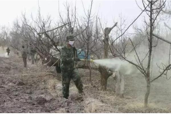 梅花常见害虫怎么防治,出现蚜虫可喷施氧化乐果等药物