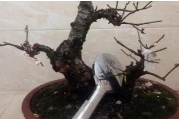 梅花常见害虫怎么防治,出现蚜虫可喷施氧化乐果等药物