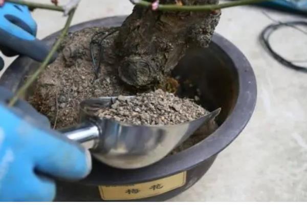 梅花常见害虫怎么防治,出现蚜虫可喷施氧化乐果等药物