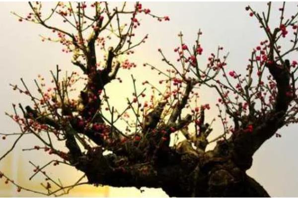 梅花常见害虫怎么防治,出现蚜虫可喷施氧化乐果等药物