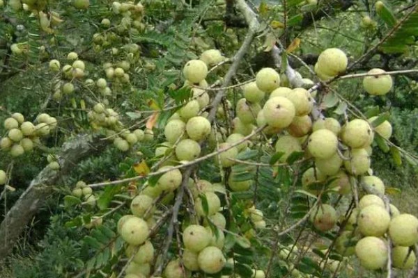 油甘果的结果次数，每年结一次果