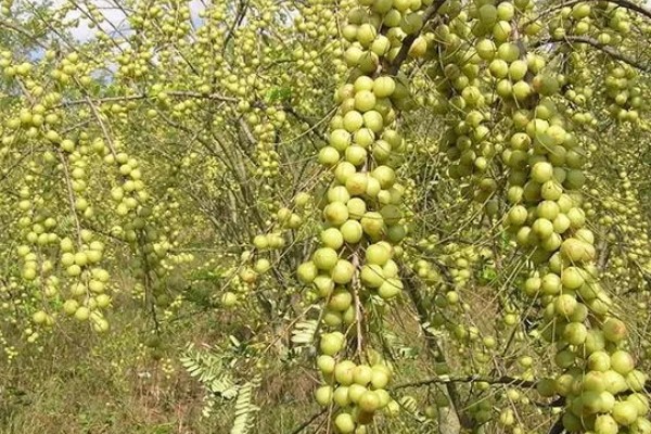 油甘果的结果次数，每年结一次果
