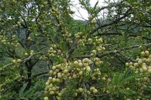 油甘果的结果次数，每年结一次果
