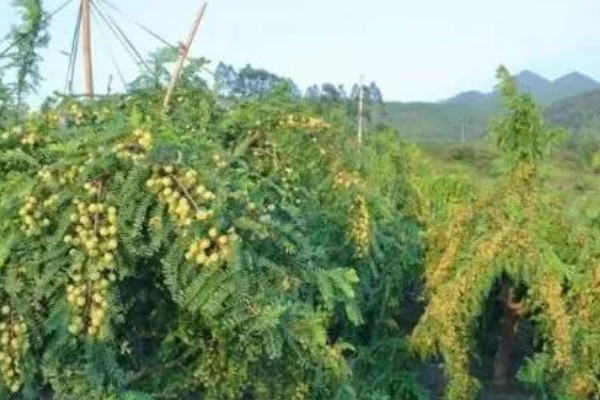 油甘果的结果次数，每年结一次果