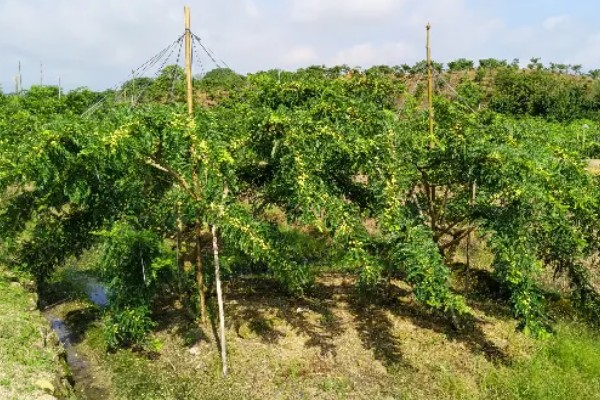 油甘果的结果次数，每年结一次果