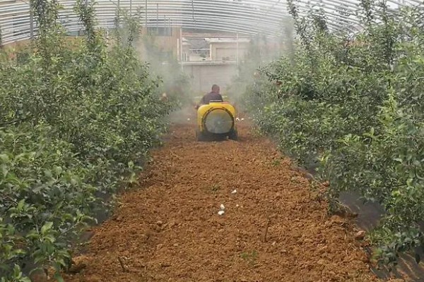 油甘果的结果次数，每年结一次果