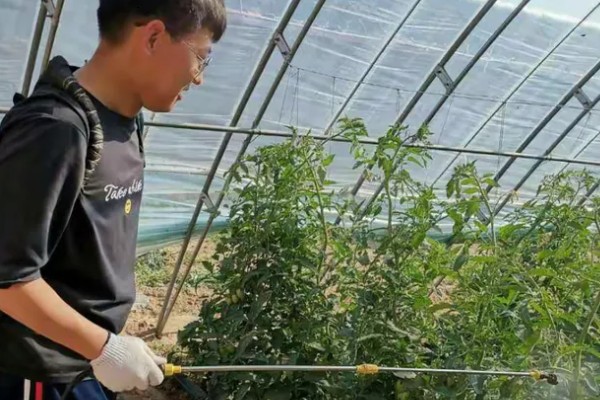 露娜森能不能治灰霉病，露娜森对灰霉病具有一定防治效果