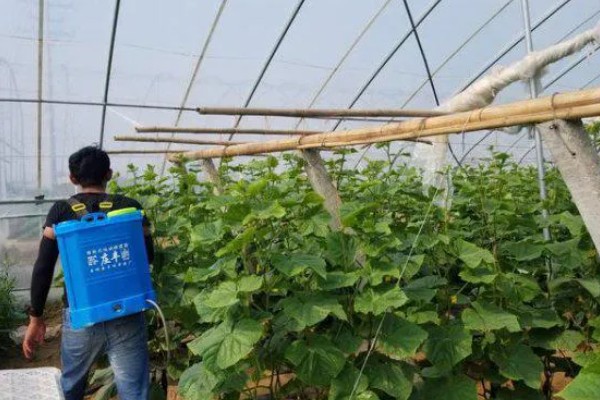 露娜森能不能治灰霉病，露娜森对灰霉病具有一定防治效果