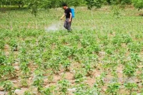 露娜森能不能治灰霉病，露娜森对灰霉病具有一定防治效果