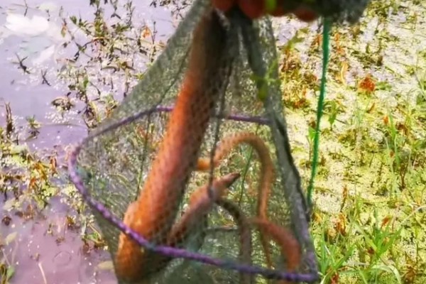 选择哪种诱饵捉野生泥鳅，米糠、麦麸、商品饵都可以使用