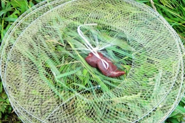 选择哪种诱饵捉野生泥鳅，米糠、麦麸、商品饵都可以使用