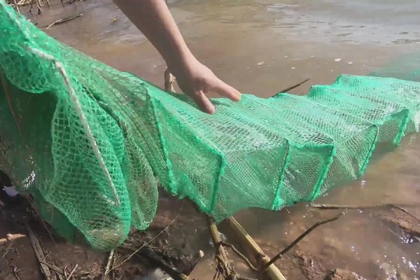 选择哪种诱饵捉野生泥鳅，米糠、麦麸、商品饵都可以使用