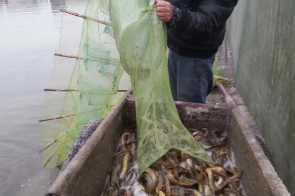 选择哪种诱饵捉野生泥鳅，米糠、麦麸、商品饵都可以使用