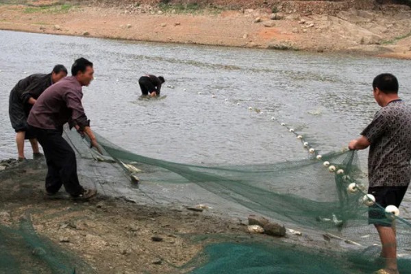 选择哪种诱饵捉野生泥鳅，米糠、麦麸、商品饵都可以使用