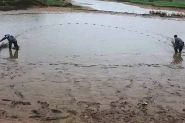 选择哪种诱饵捉野生泥鳅，米糠、麦麸、商品饵都可以使用