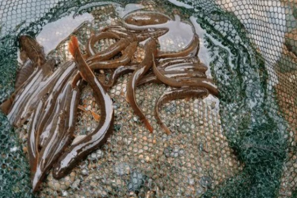 选择哪种诱饵捉野生泥鳅，米糠、麦麸、商品饵都可以使用