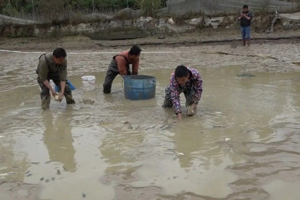 选择哪种诱饵捉野生泥鳅，米糠、麦麸、商品饵都可以使用