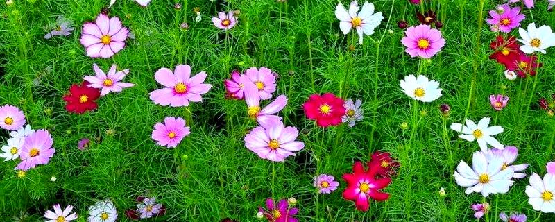 秋英花有什么花语，具有高洁、初恋、自由等含义