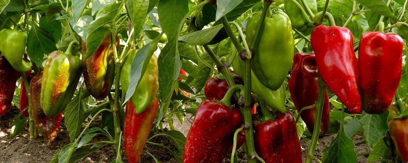 预防甜椒空秧的方法，定植后闭棚数天可以保温保湿