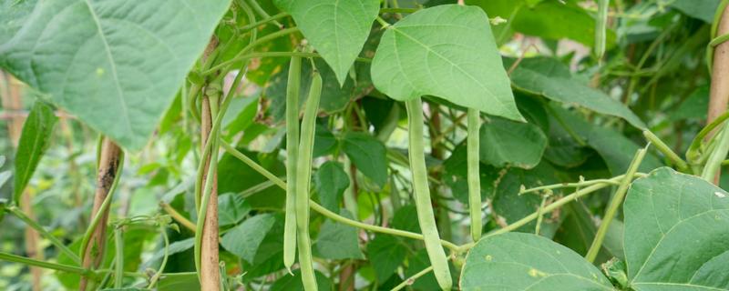 四季豆卷叶怎么办，出现害虫喷施对应药物