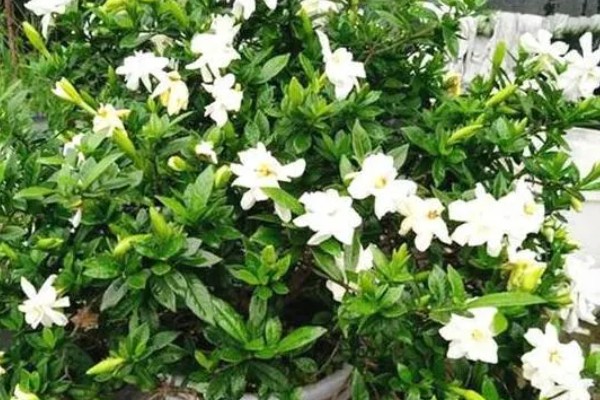 小叶栀子花的养殖方法,4-6月份每隔15-20天施一次肥