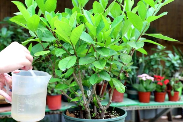 小叶栀子花的养殖方法,4-6月份每隔15-20天施一次肥