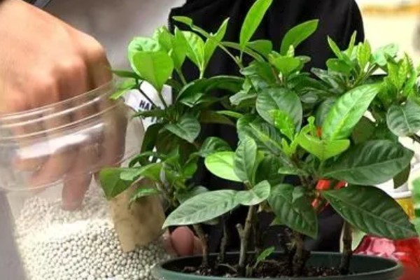 小叶栀子花的养殖方法,4-6月份每隔15-20天施一次肥