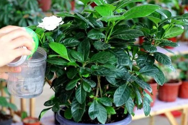 小叶栀子花的养殖方法,4-6月份每隔15-20天施一次肥