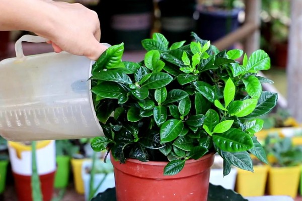 小叶栀子花的养殖方法,4-6月份每隔15-20天施一次肥