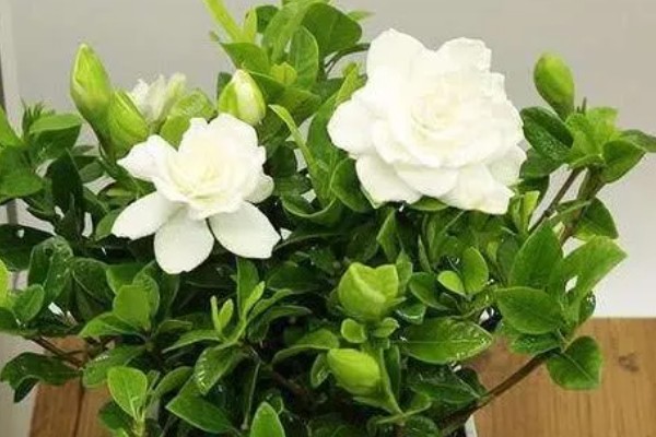 小叶栀子花的养殖方法,4-6月份每隔15-20天施一次肥