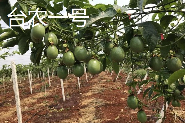 百香果的主产区，在我国主产于南方