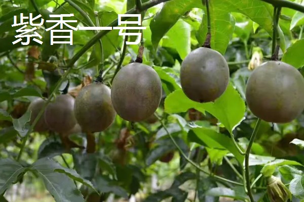 百香果的主产区，在我国主产于南方