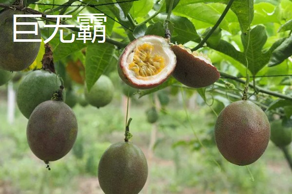 百香果的主产区，在我国主产于南方