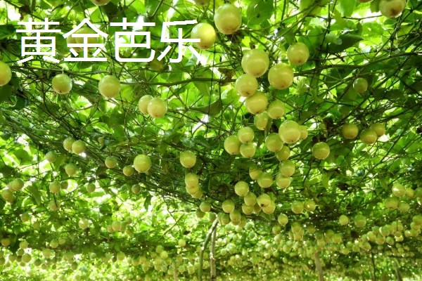 百香果的主产区，在我国主产于南方