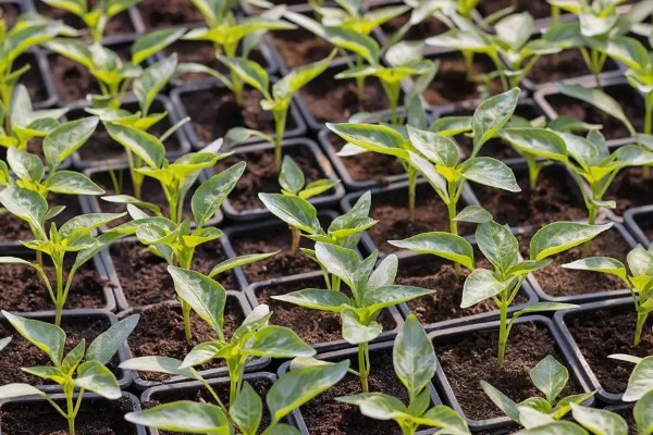 预防甜椒空秧的方法,定植后闭棚数天可以保温保湿