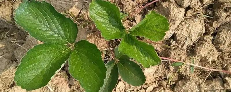 草莓茎秆发红的原因，可能是冬季温度过低所致