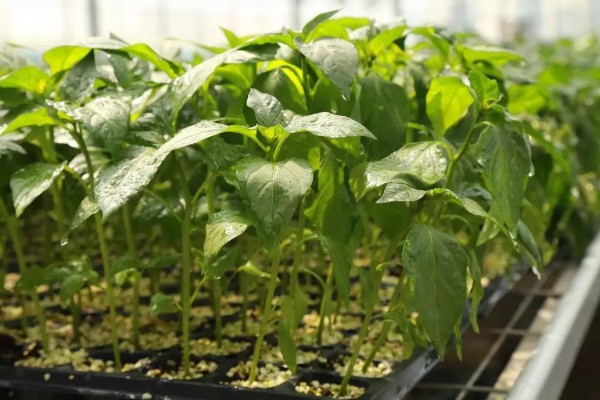 预防甜椒空秧的方法,定植后闭棚数天可以保温保湿