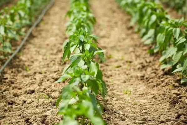 预防甜椒空秧的方法,定植后闭棚数天可以保温保湿