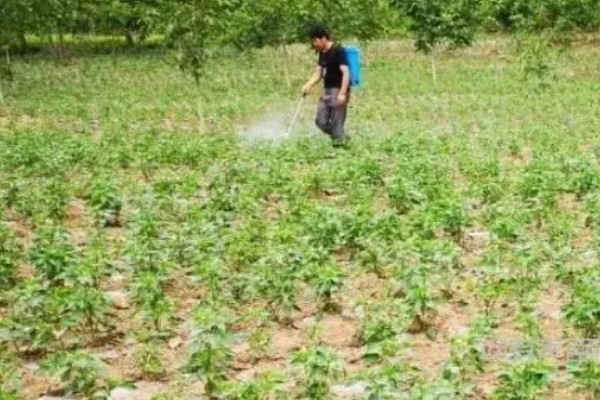 预防甜椒空秧的方法,定植后闭棚数天可以保温保湿