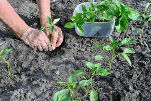 预防甜椒空秧的方法,定植后闭棚数天可以保温保湿