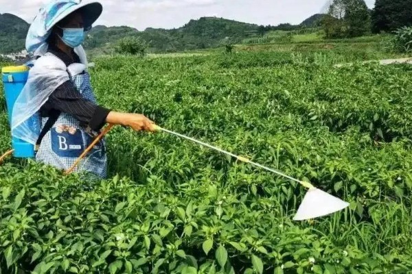 预防甜椒空秧的方法,定植后闭棚数天可以保温保湿