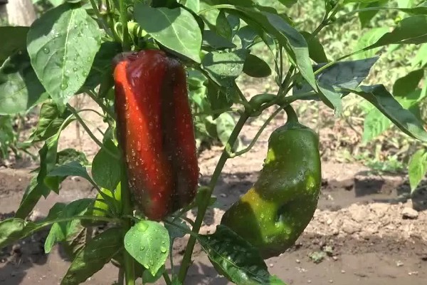 预防甜椒空秧的方法,定植后闭棚数天可以保温保湿