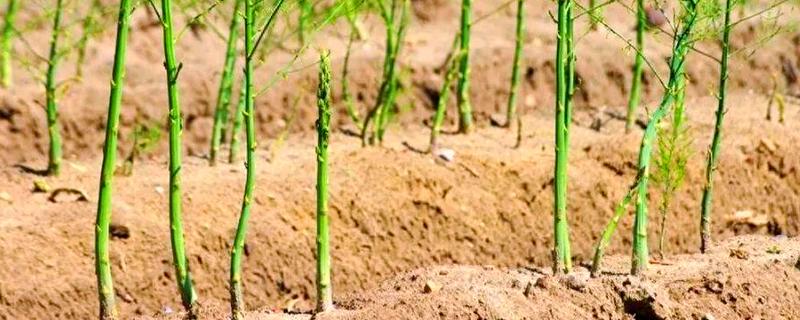 自己种芦笋的方法，在2-3月份播种育苗