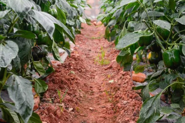 预防甜椒空秧的方法,定植后闭棚数天可以保温保湿