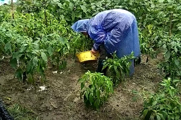 预防甜椒空秧的方法,定植后闭棚数天可以保温保湿