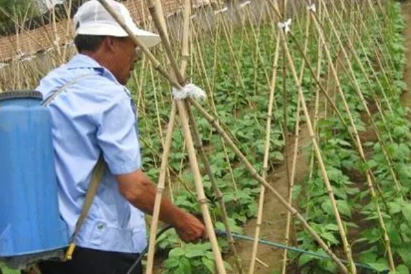 四季豆卷叶怎么办，出现害虫喷施对应药物